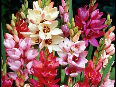 ИКСИЯ - YouTube