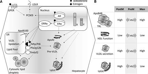 Sex Specific Differences In Lipoprotein Production And Clearance Arteriosclerosis Thrombosis