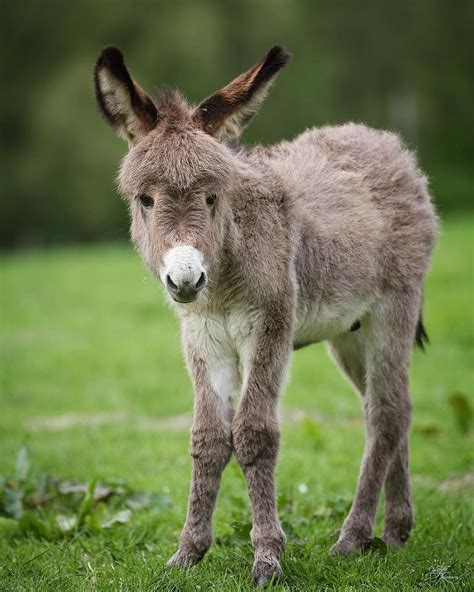 Ослик животное - 70 фото