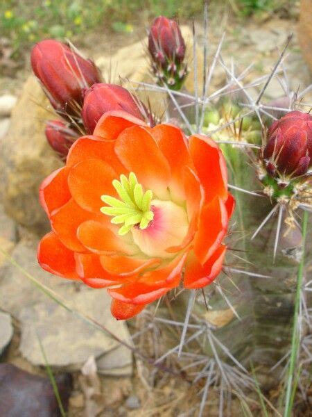 Desert Flower Cactus Flower Flowers Cactus And Succulents