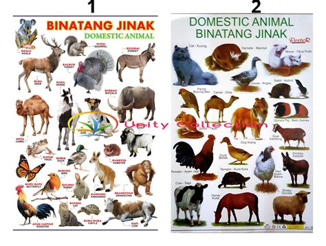 detail gambar aneka binatang koleksi nomer