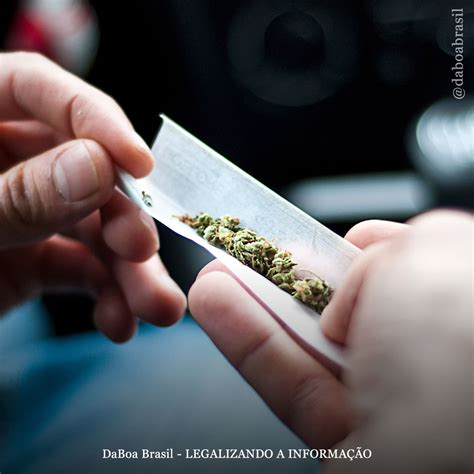 Usuários De Maconha Que Contraíram Covid Tiveram “melhores Resultados E