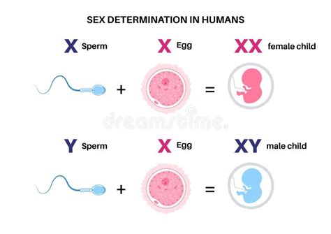 Sex Determination In Humans Stock Vector Illustration Of Embryo