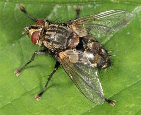 black soldier fly facts description  pictures