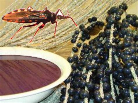 Açai E Doença De Chagas