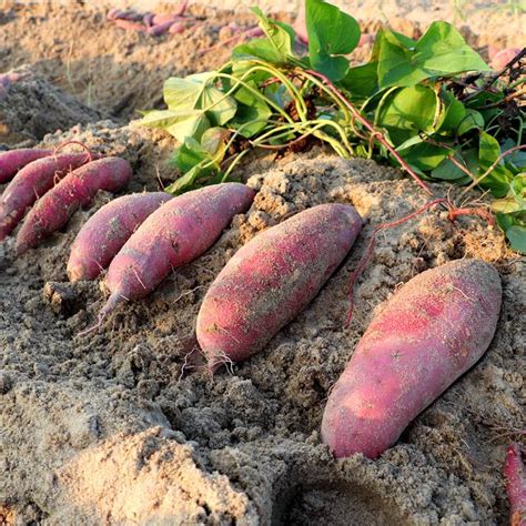 新果上市六鳌新鲜红薯沙地红心地瓜农家番薯现挖红蜜薯10斤