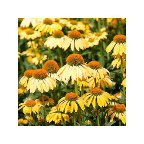 Echinacea Yellow Shades