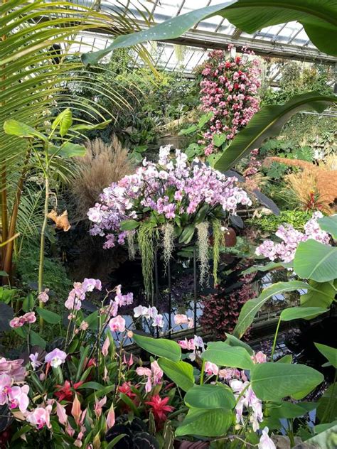 Kew Gardens Orchid Festival