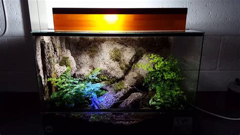 Asian Forest Scorpions Natural Vivarium YouTube