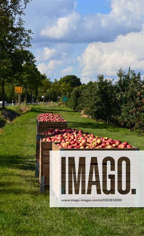 Apfel Ernte Im Alten Land Am Fluss Elbe Niedersachsen Apple Harvest In