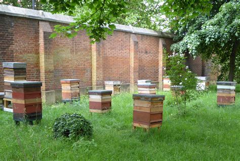 greenjottings: Visiting Lambeth Palace Garden