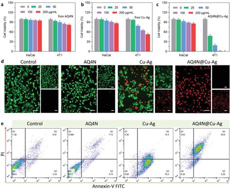 Viability Of 4T1 Cells Treated With AQ4N CuAg NP Or AQ4N CuAg NP At