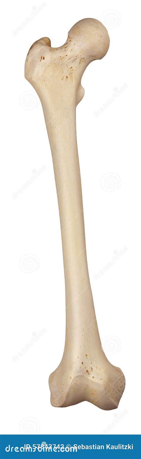 The Upper Femur Joint Royalty Free Cartoon 162292901