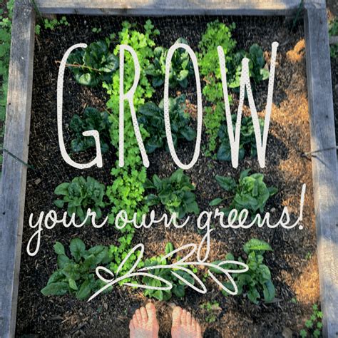 6 Steps To Growing Your Own Greens | Health Coach Institute