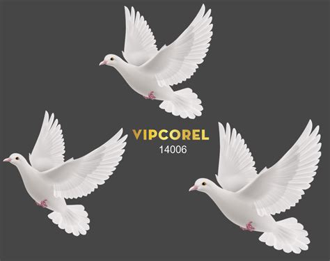 hinh chim bo cau trang dep file png vipcorelcom thu vien  thiet