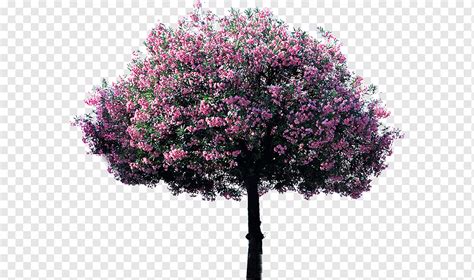 Flor Flor Rbol Rosado Png Pngwing