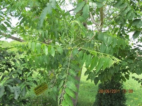 Ailanthus – eFlora of India