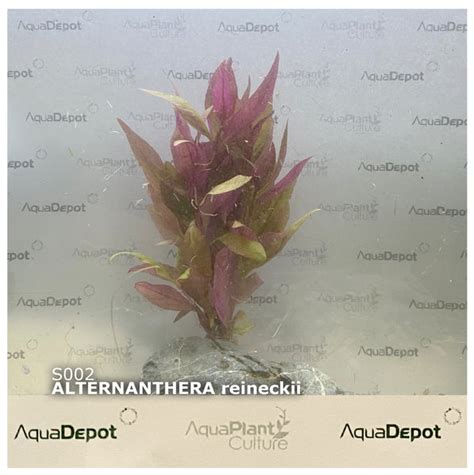 Alternanthera Reineckii Submersedbunch Red Alt Aquatic Plants Australia