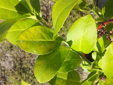 Причины пожелтения листьев у комнатного лимона — LemonTree — красивые ...