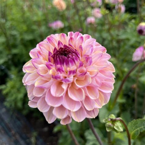 Dahlia Wine Eyed Jill BIO - Baalse Hoef