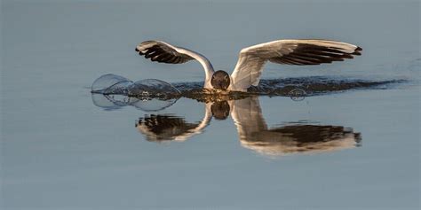 Frankreich Somme Baie De Somme Le Bild Kaufen Lookphotos