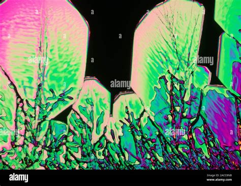 Polarised Light Micrograph Of Crystals Of Xylitol This Is A Five