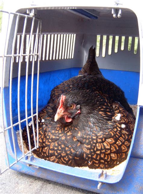 How To Comfort A Dying Chicken Cluckin