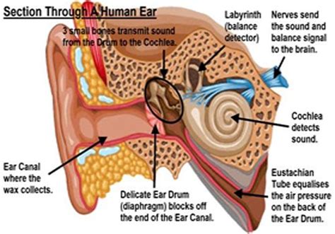 Microsuction Rochdale Ear Care Clinic