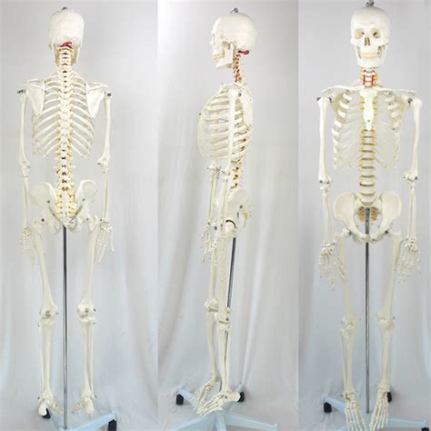 Laboratory Models Anatomical Human Teaching Flexible Skeleton With