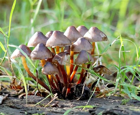 Liberty Cap Psilocybe Semilanceata Magic Mushroom Flickr