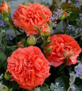 Флорибунда -> "Розы Нью-Джерси" / стр 6