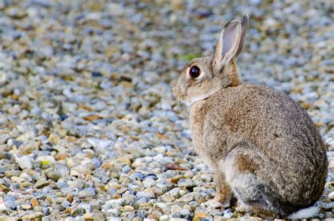 Rabbit Free Stock Photo Public Domain Pictures