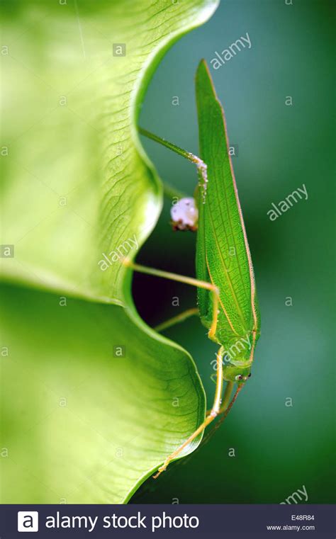Leaf Like Insect Hi Res Stock Photography And Images Alamy