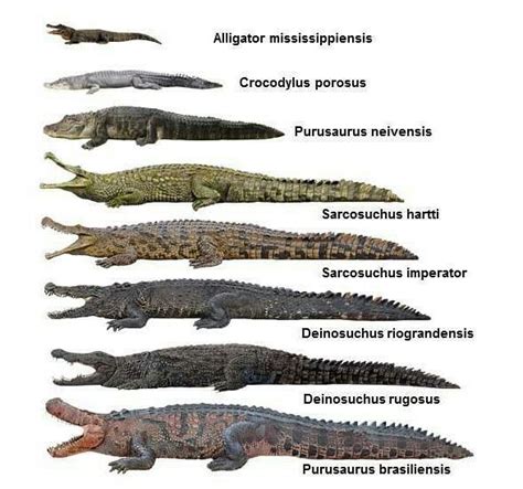 Crocodile species. | Animaux préhistoriques, Dinosaure, Fossiles