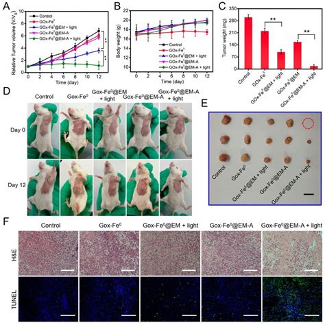 A Relative Tumor Volume And B Body Weight Changes In Days After