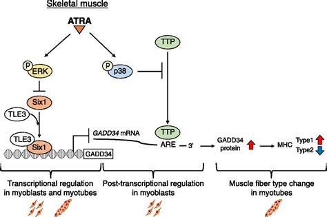 All Trans Retinoic Acid Changes Muscle Fiber Type Via Increasing Gadd