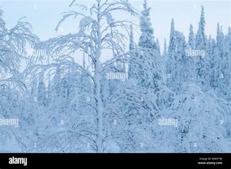 Snow landscapes in February with extreme cold conditions, Kuusamo ...