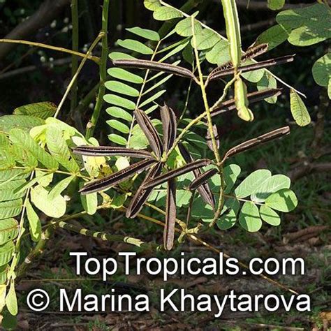 Senna Alata Cassia Alata Empress Candle Plant Candle Bush Carrion