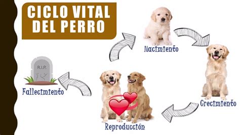 Aprende A Exponer Con Carlitos Y Los Cachorros Ciclo Vital Del Perro