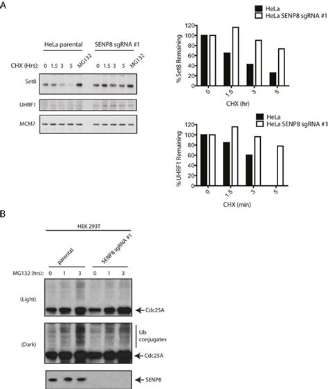 Figures And Data In SENP8 Limits Aberrant Neddylation Of NEDD8 Pathway