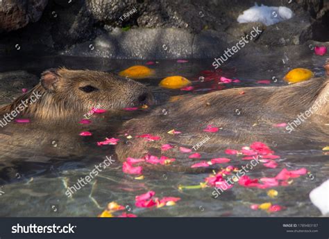 Capybara Hot Spring Stock Photo Shutterstock