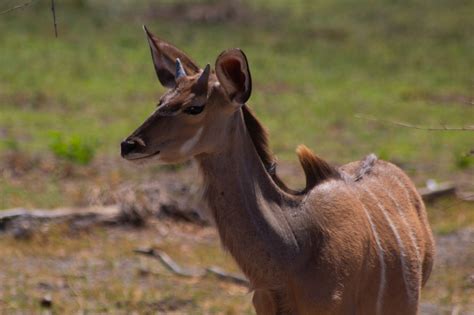 Kudu Antelope Africa Free Photo On Pixabay Pixabay