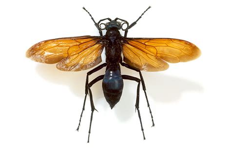 Tarantula Hawk Flying Sound