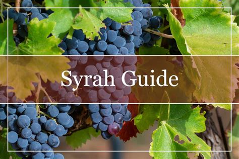 essential guide  syrah wine   winepros