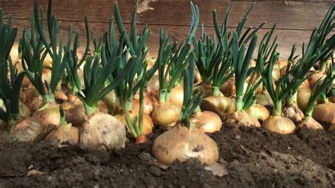 Что я кладу в бороздки при посадке лука , чтобы получить здоровые ...