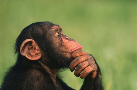 Download Ape Thinking In Grass Picture | Wallpapers.com