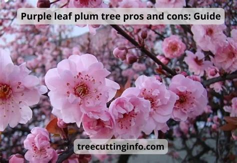 Purple Leaf Plum Tree Pros And Cons Best Guide