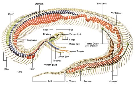 Snake skeletal system | Reptiles, Skeleton anatomy, Snake