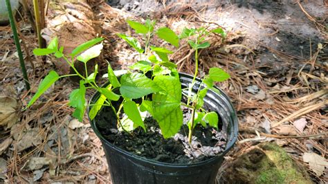 How to Propagate Mulberry - Step-by-Step Video and Guide