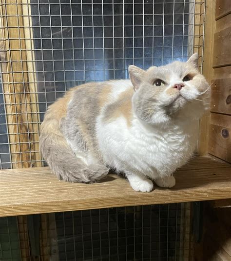 Finity British Shorthairs and Selkirk Rex Cats
